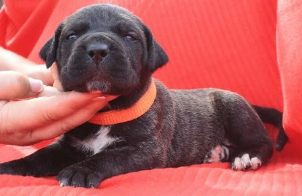 BOSS BULL CANARIO TAMARAN 1
