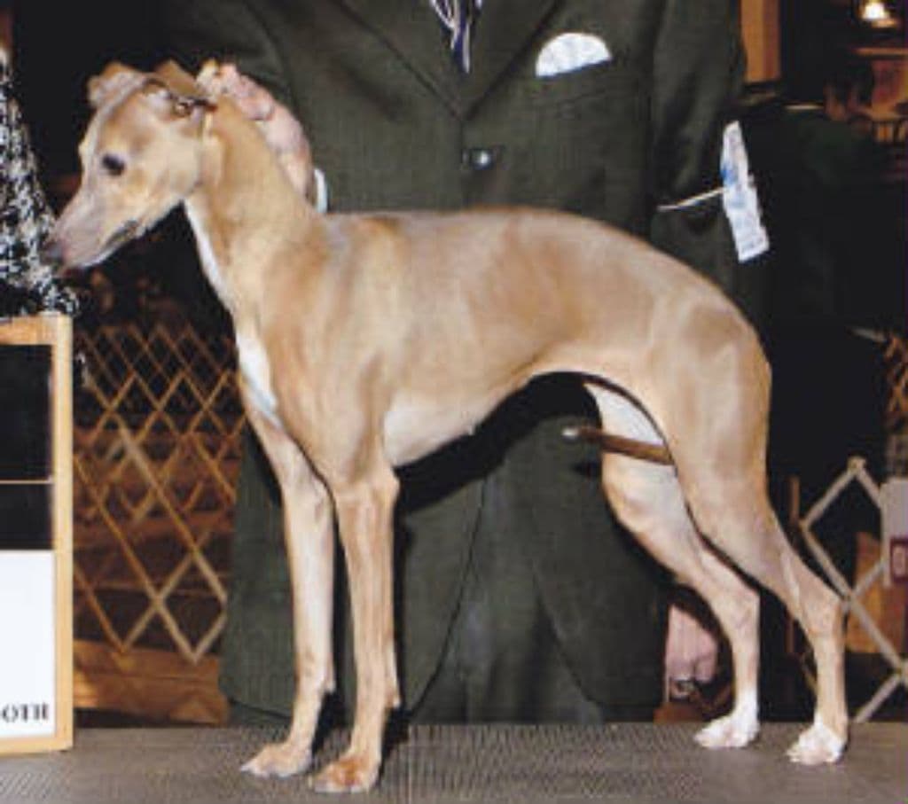 Anji Ankhu's St Rosina 1