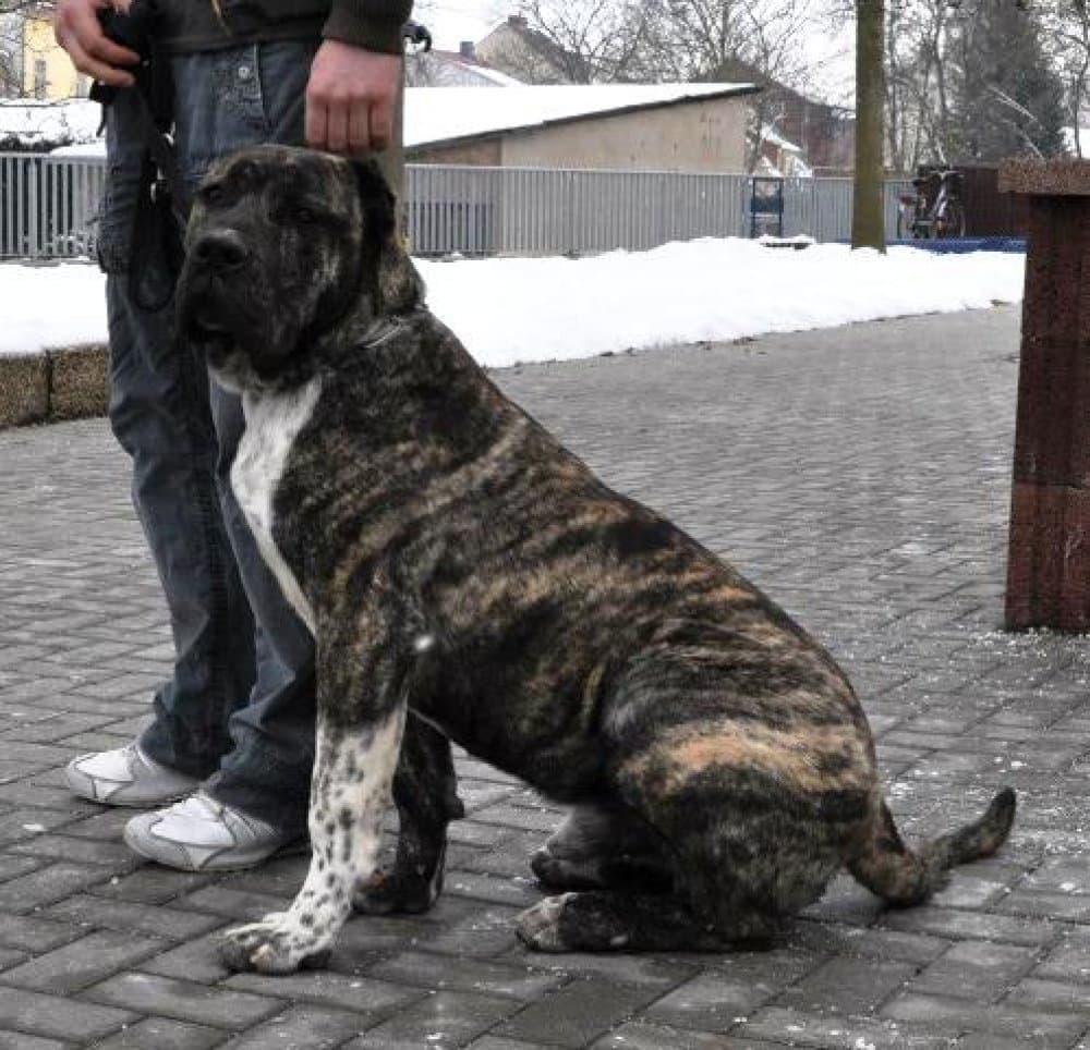KRAKOTE DE IRON BULL 1