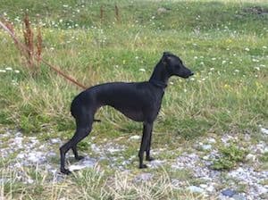 Il Cagnolino Inuccia 1