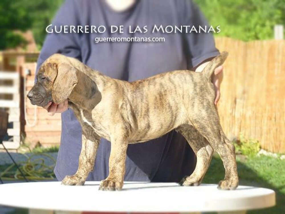 NUNCIO EL GUERRERO DE LAS MONTANAS 1