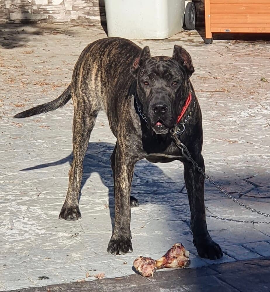 G’ CONGO DE KING ZULU 1
