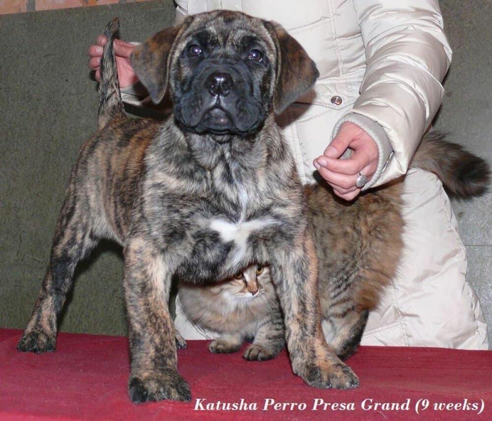 KATUSHA PERRO PRESA GRAND 1