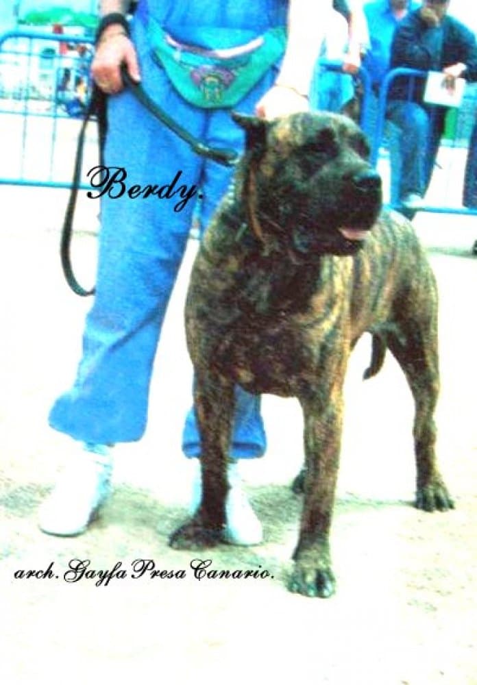 BERDY DE MAYANTIGOT 1