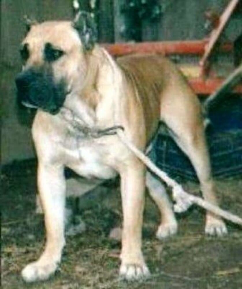 DAUTE DE BARNACAN BULL 1