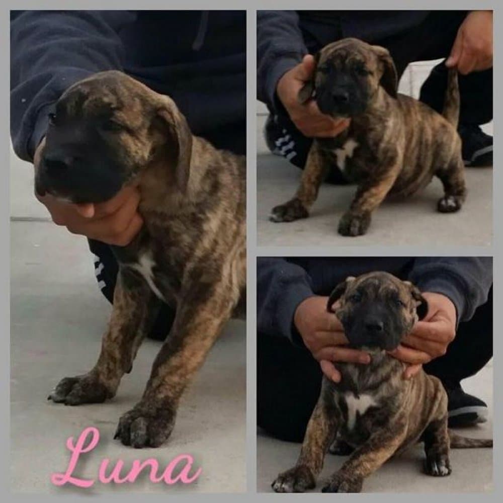 FEARLESS GUARDIAN'S LUNA 1