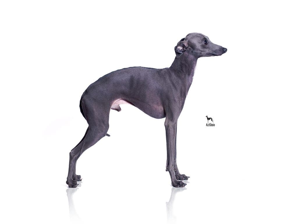 Picasso Del Ocejon 1