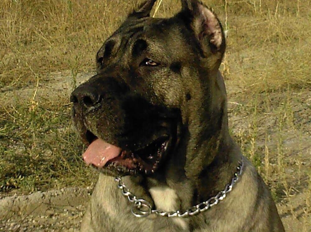 LOLA I DE KING ZULU 1