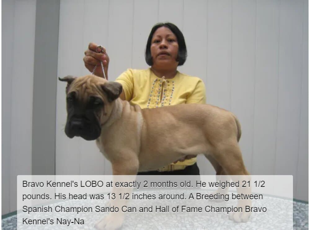 BRAVO KENNEL'S LOBO 1