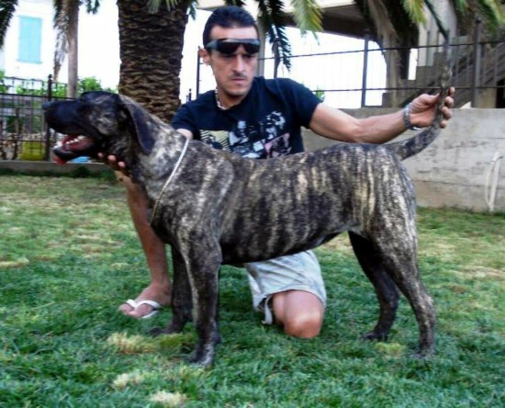 LOLA DI DRAGO CANARIO 1