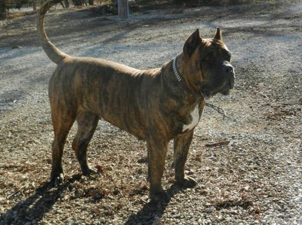 AMERICAN BRED QUEENIE 1