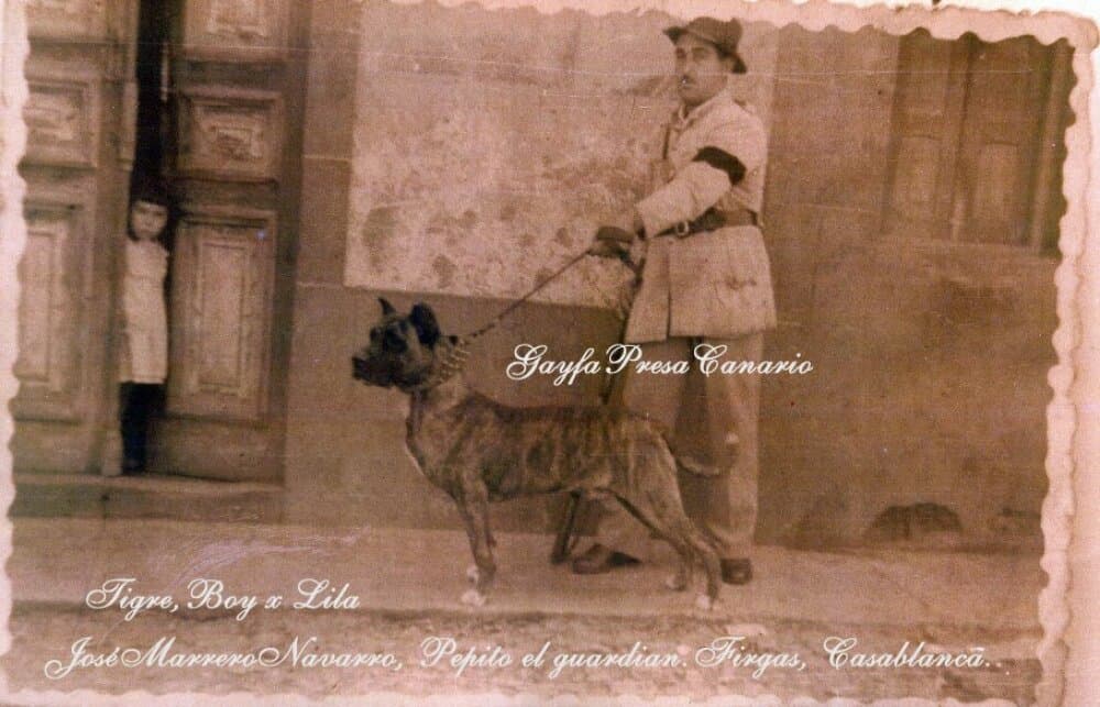 TIGRE DE PEPITO 1