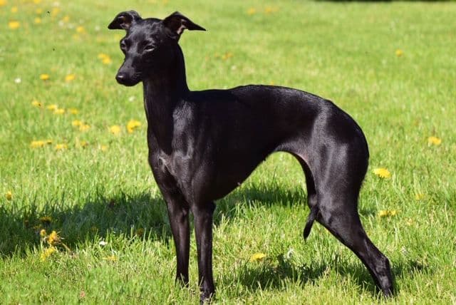 Dogcastle Cassia Buds 1