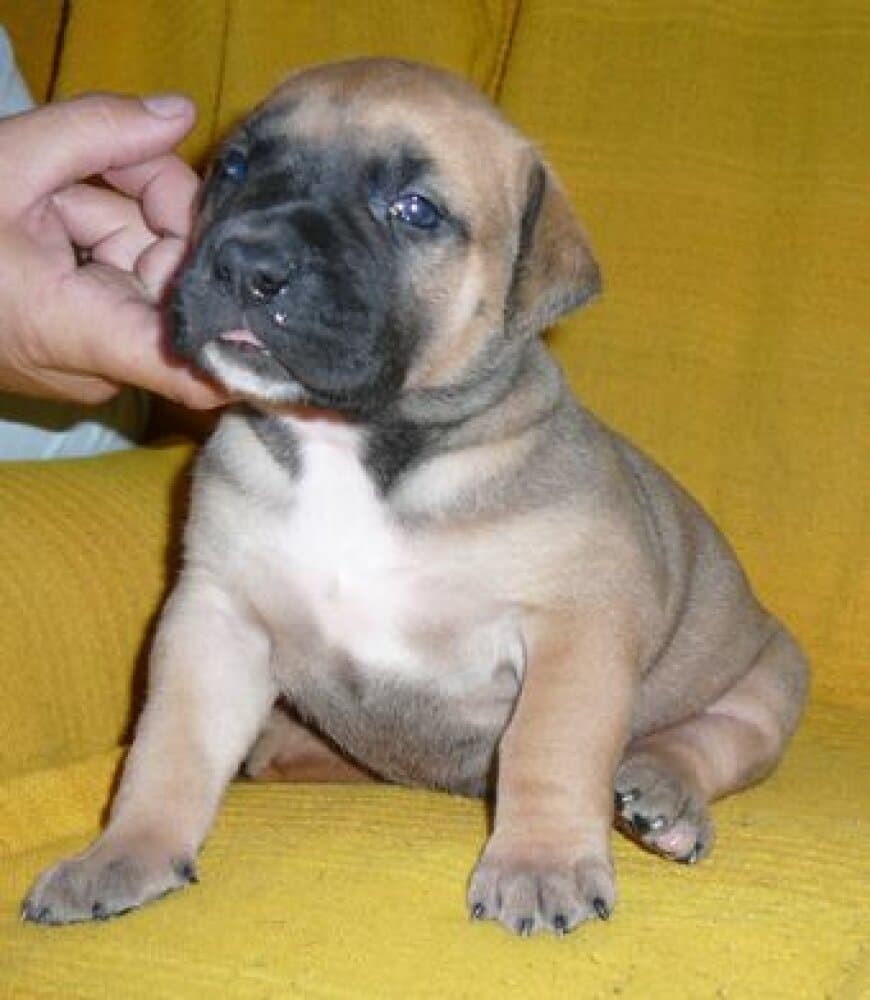 CODA VALACHIADOG 1