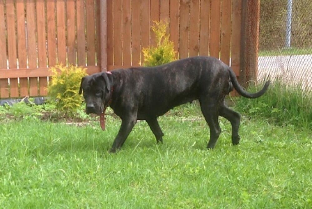 BOSS BULL CANARIO HERA 1
