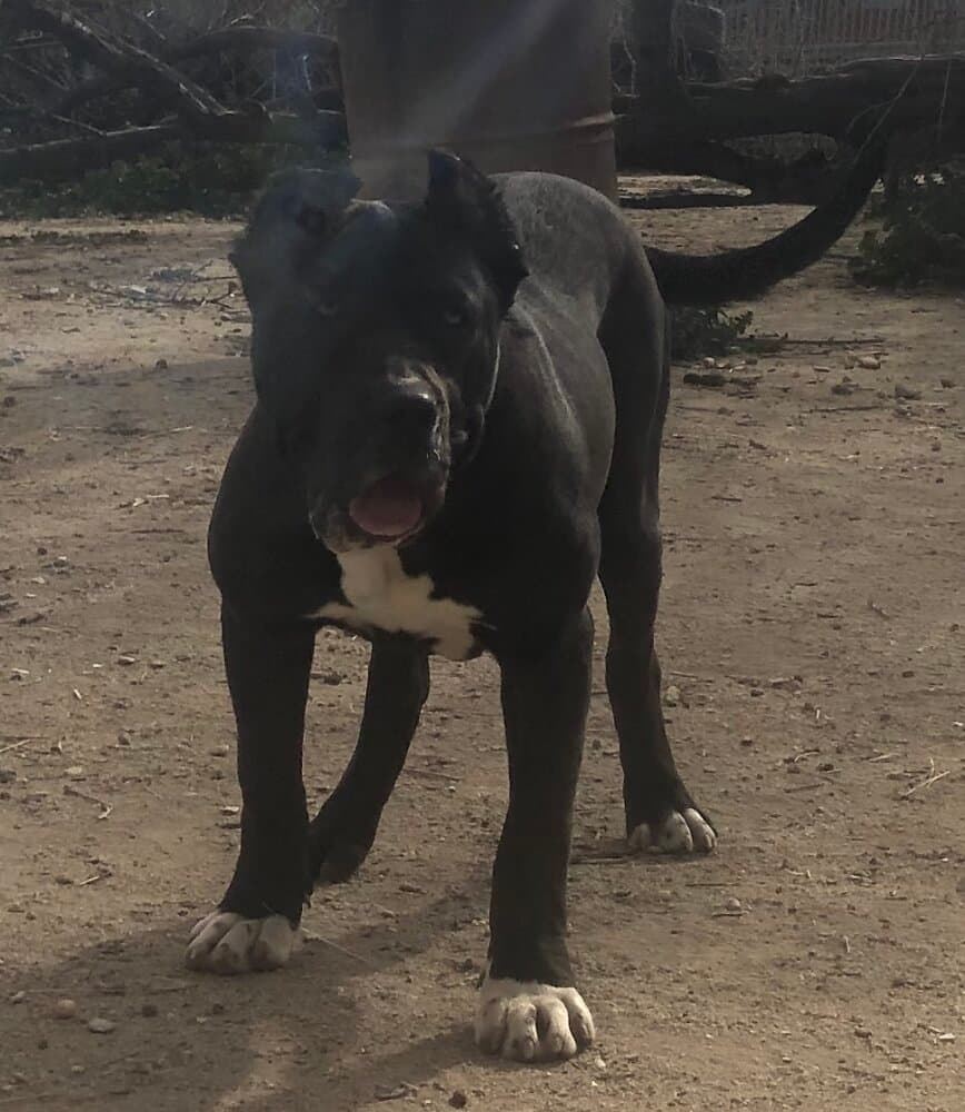 MALASIA DE KING ZULU 1
