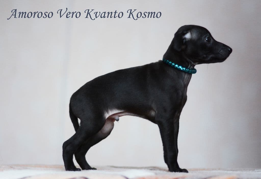 Amoroso Vero Kvanto Kosmo 1