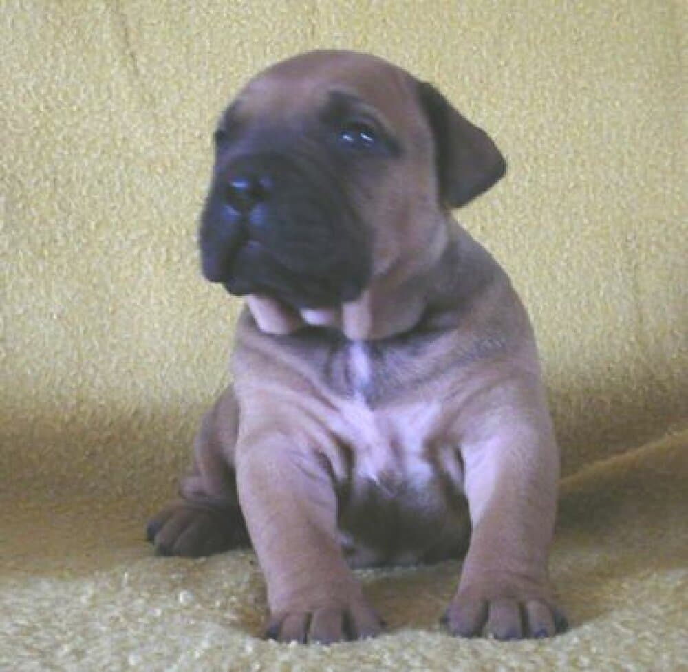 ABEL VALACHIADOG 1