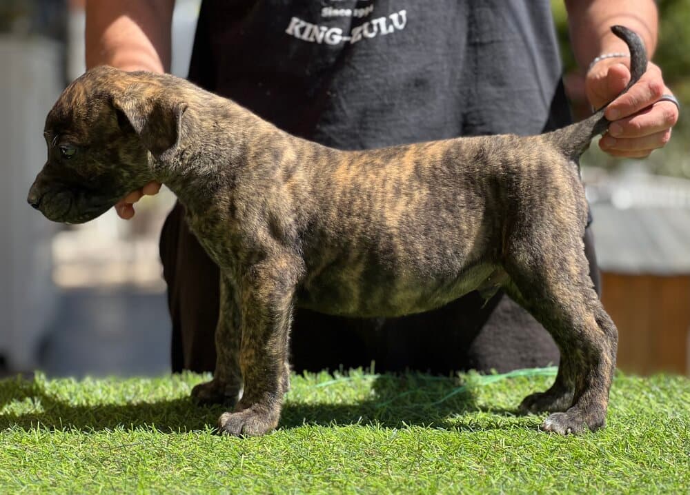 VARANO DE KING ZULU 1