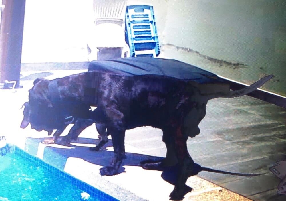 JAVATO DE IRON BULL 1