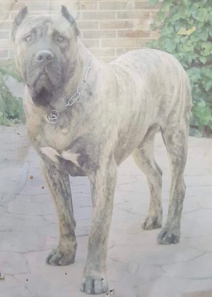 HIERRO DE KING ZULU 1
