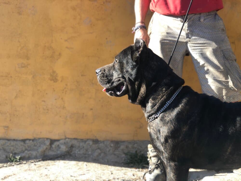 MARTA DE KING ZULU 1