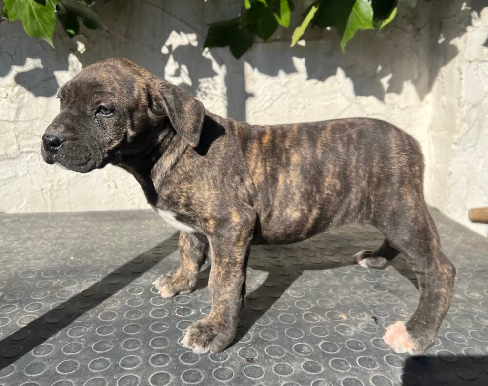 UMA DE KING ZULU 1