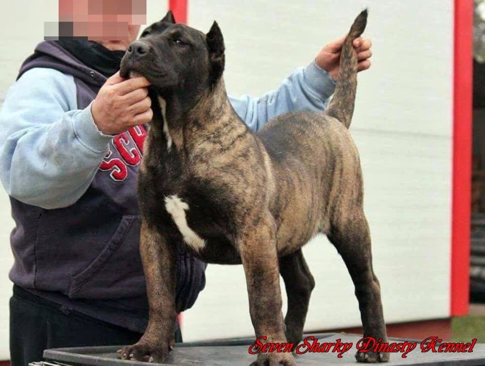 BOSS BULL CANARIO CARMEN 1