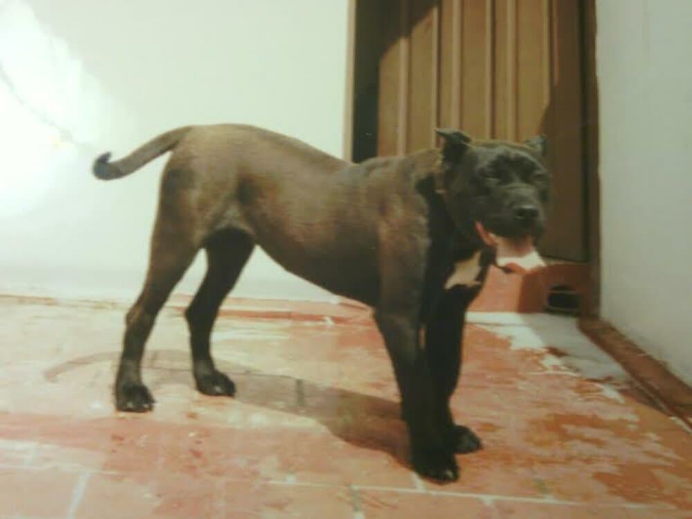UGA 1