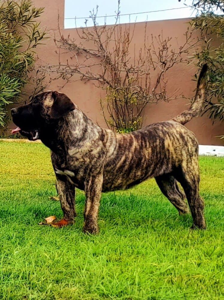 DAKOTA DE MONTANAGARABATO 1