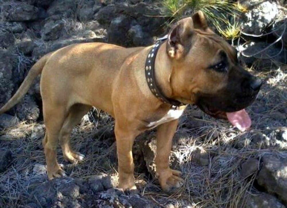 GOLFA DE PERRO DE LA TIERRA 1