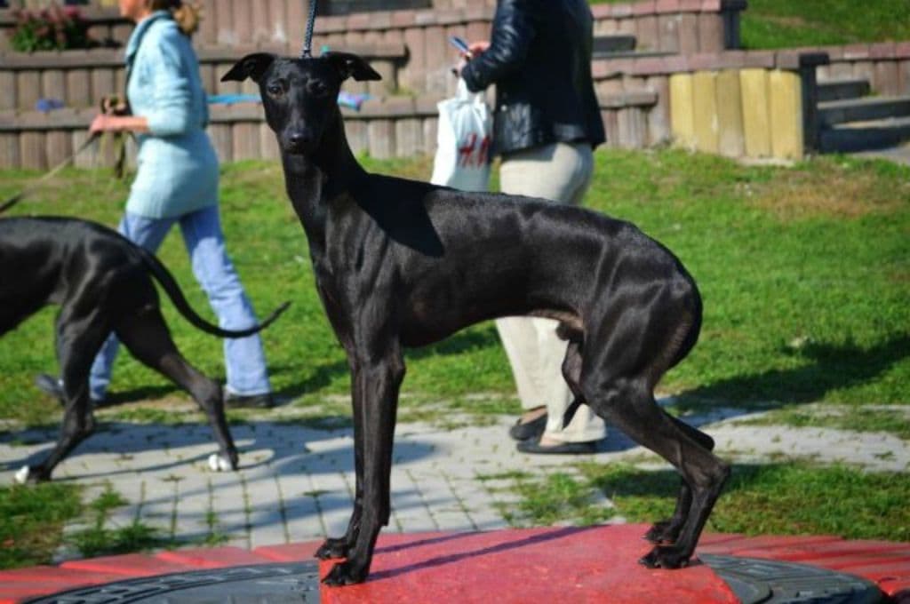 House Of Hounds Vincenzo 1