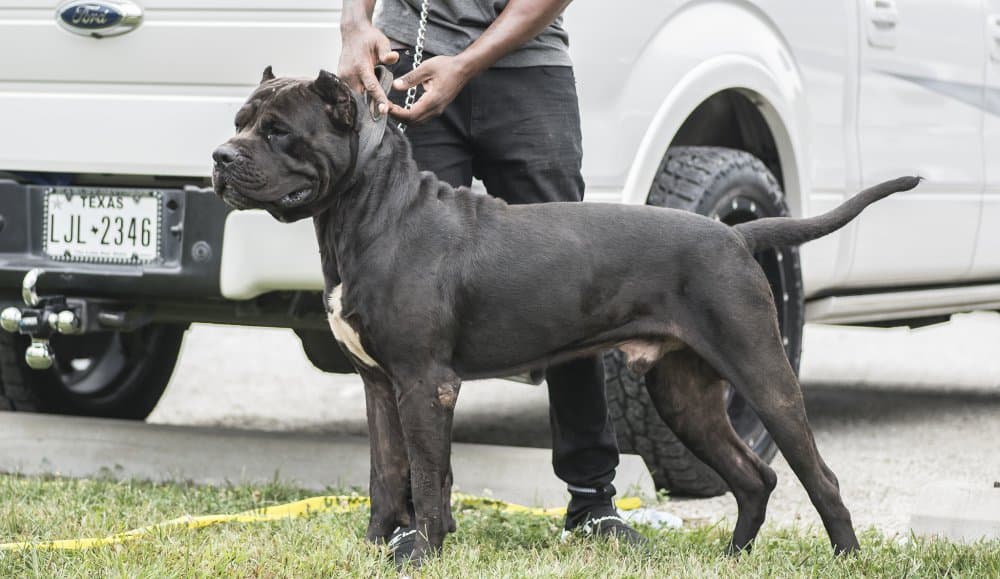 GORILLA DE OLIVER 1