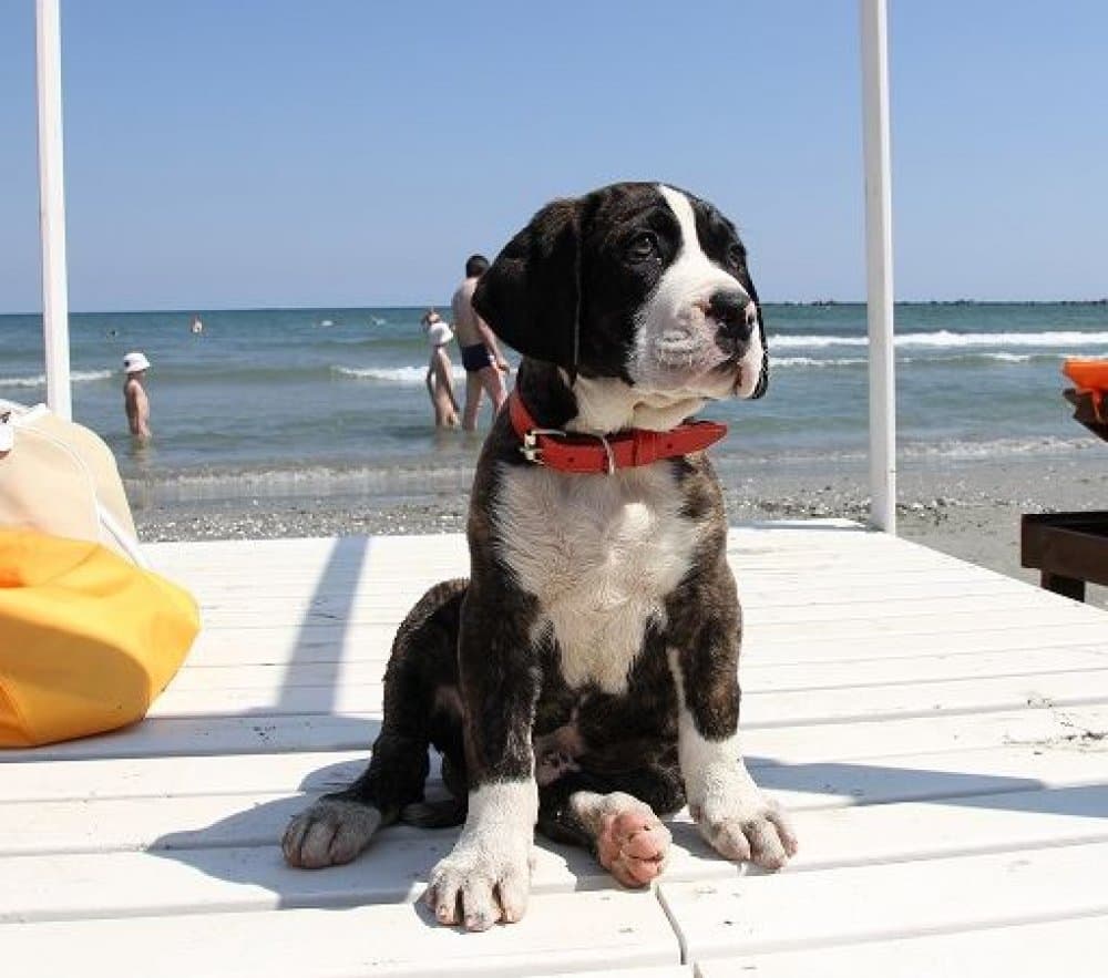 BOSS BULL CANARIO ROY 1