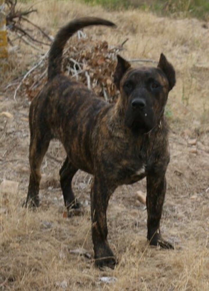 CAMPY DE BARNACAN BULL 1