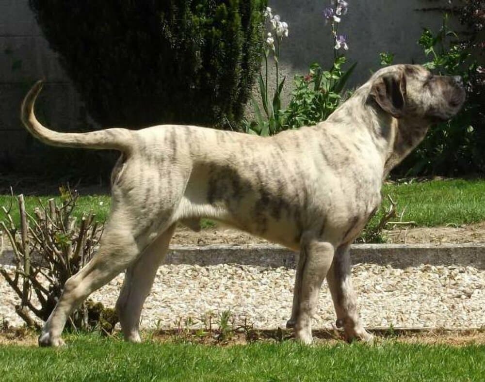 BOSS BULL CANARIO GORDON 1