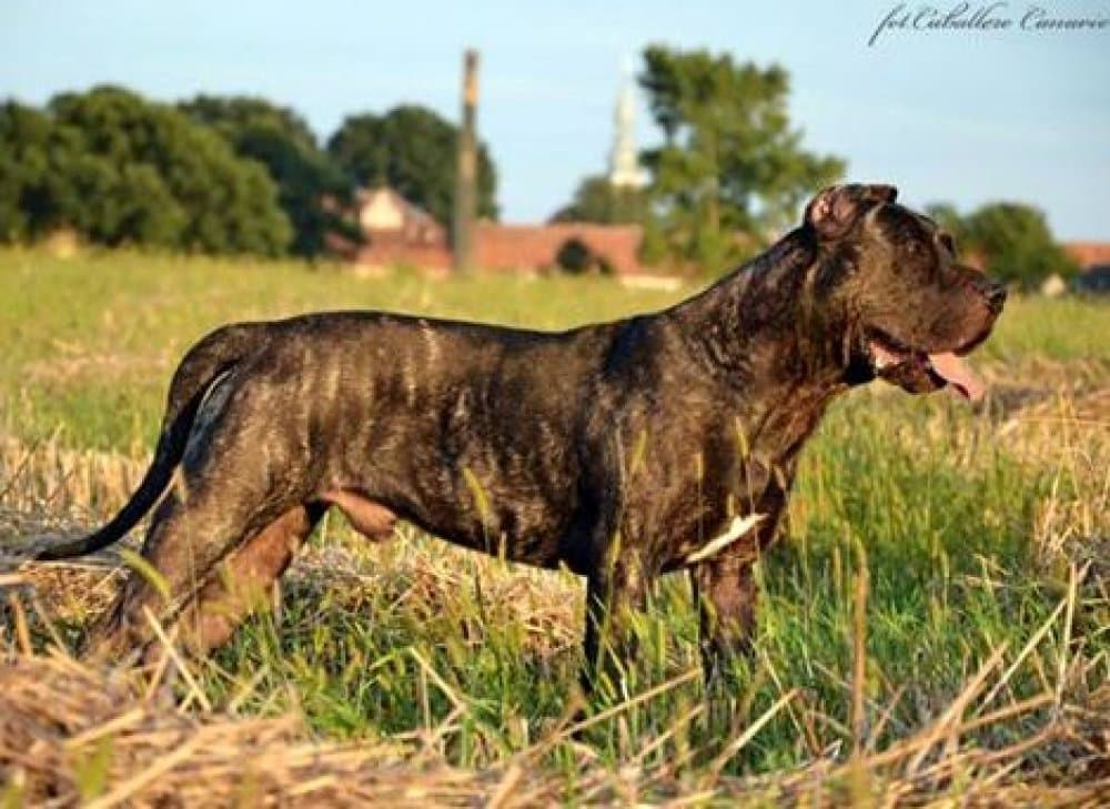 VERDUGO CABALLERO CANARIO 1