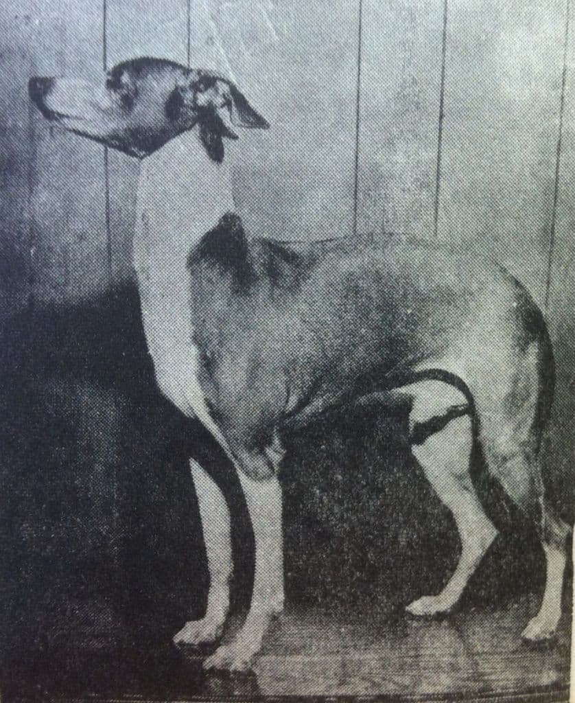 Aira Vana's Kentucky Colonel 1