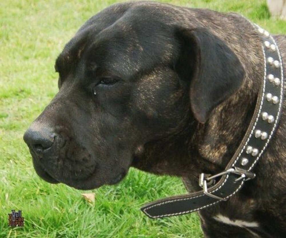 KAOBA DE BARNACAN BULL 1