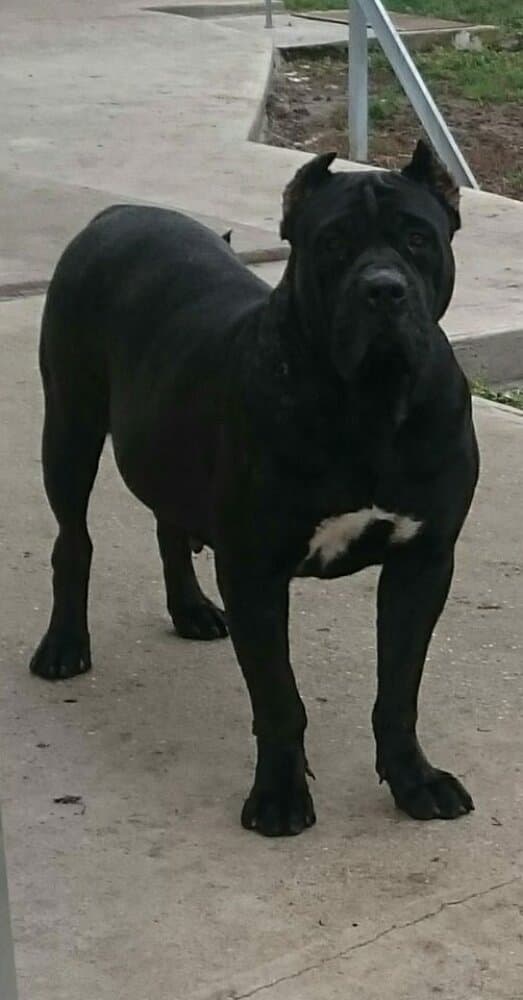 BOSS BULL CANARIO XENA 1