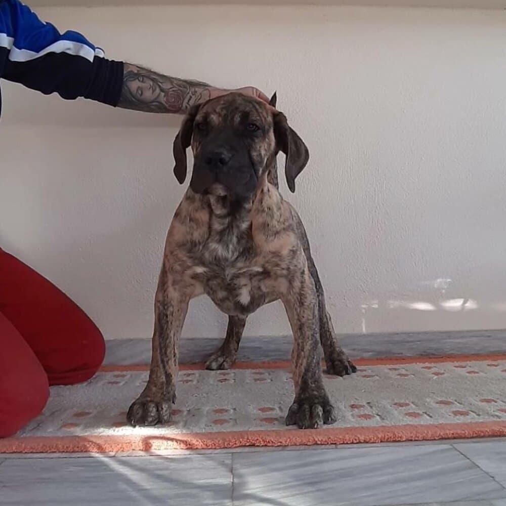 ZAIRA CANARIKENNEL 1