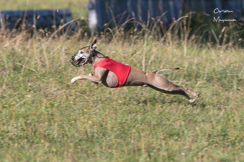 Weron Feritte Bugsy 1