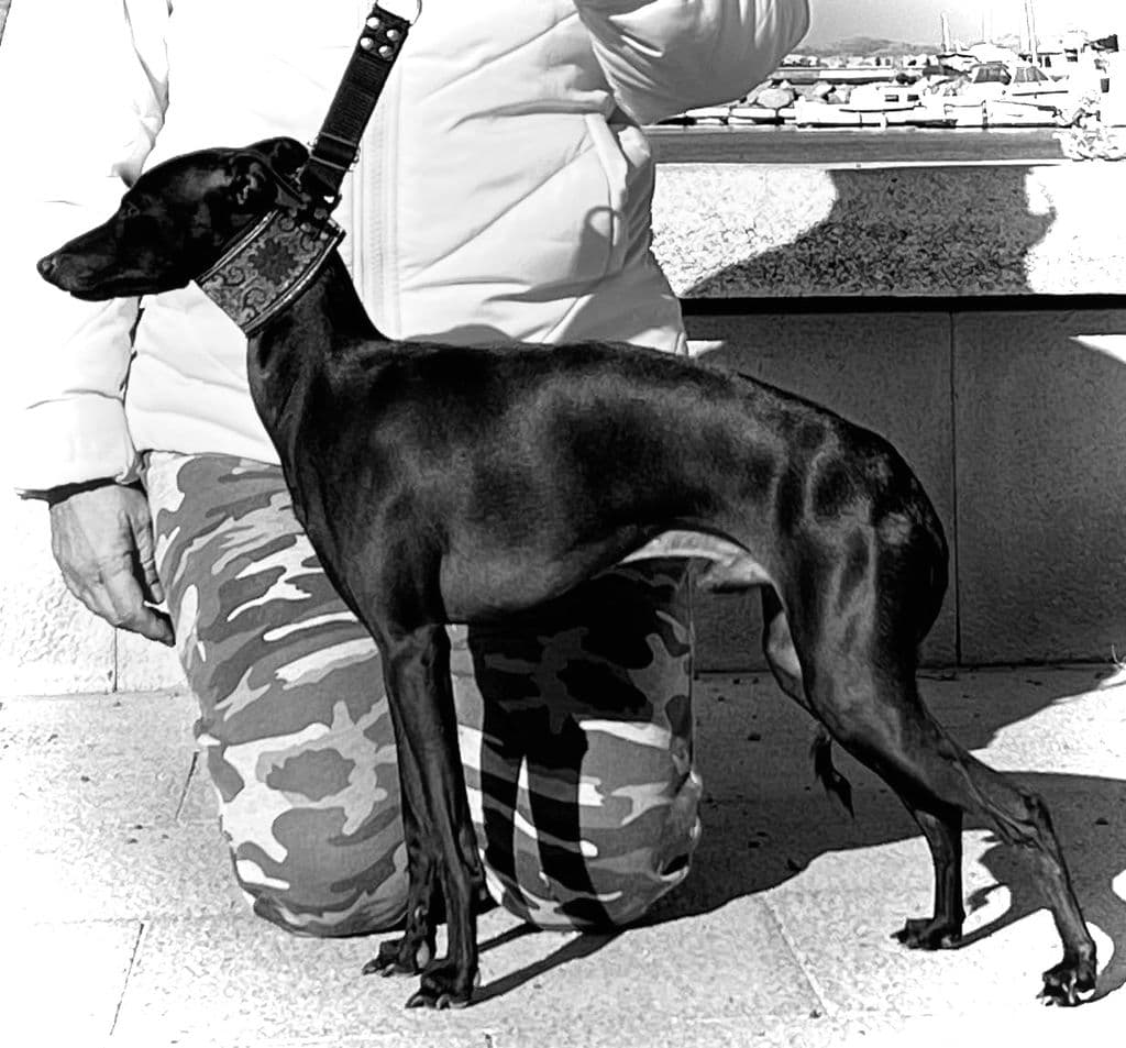 Ackra's Octavio 1
