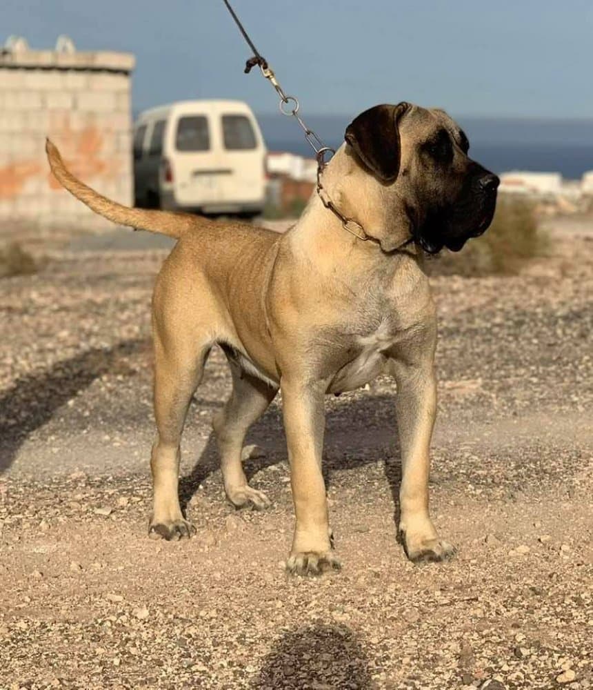 BRISA DE LOMITO DE LA SUERTE 1