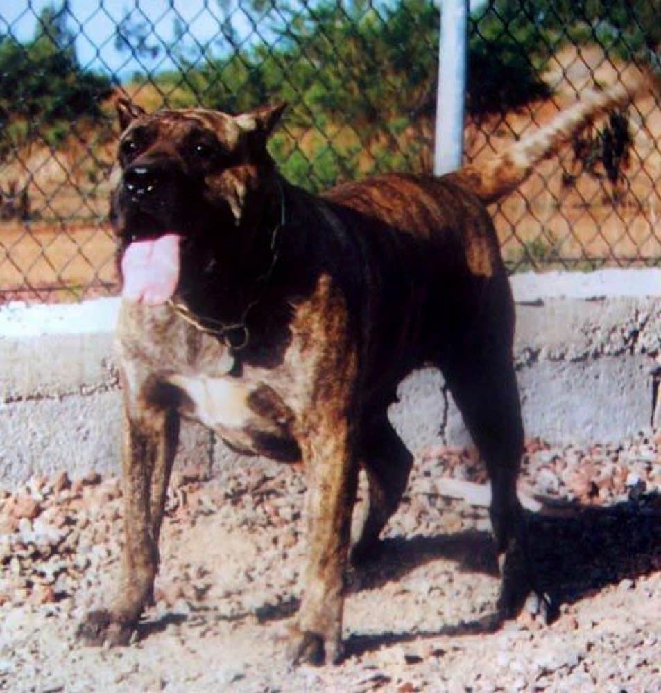 UGA DE MAYANTIGOT 1