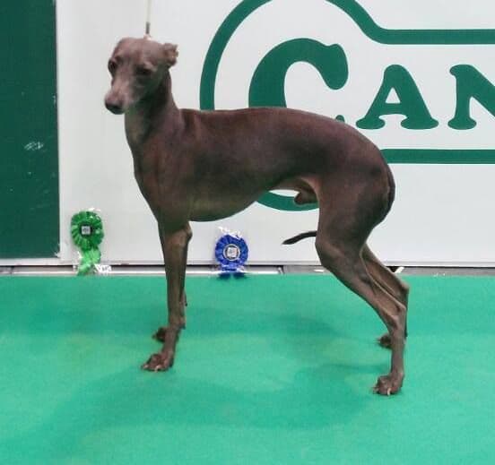 Salkin-Aidan Piccolo Tango 1