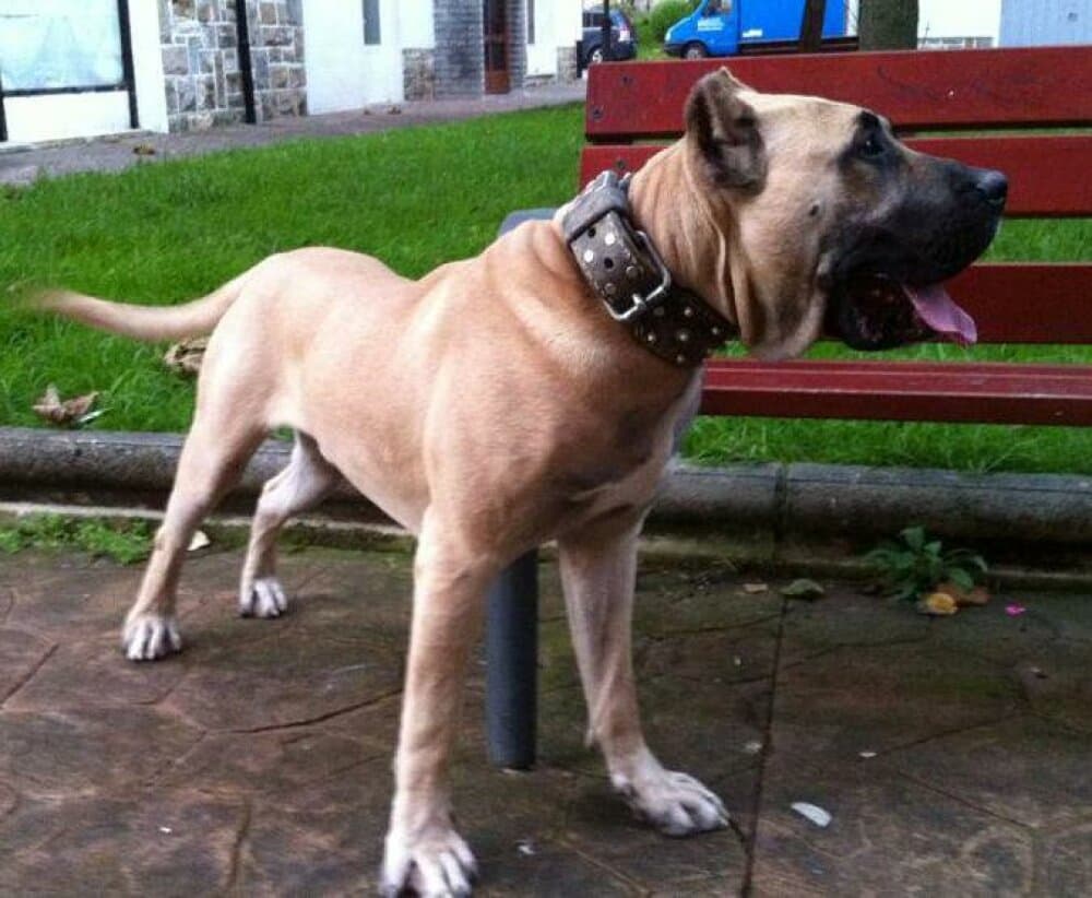 HAMMER DE PERRO DE LA TIERRA 1