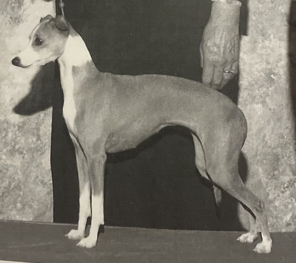 Prima's Princess Bianca 1