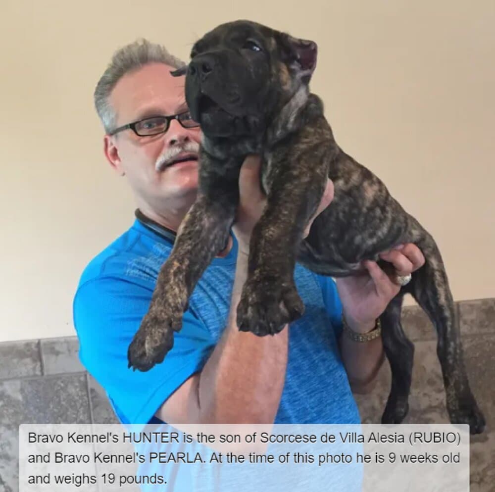 BRAVO KENNEL’S HUNTER 1