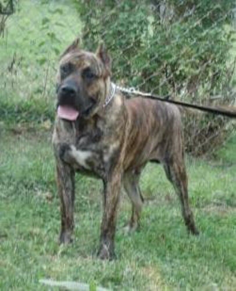 LUCHO DE CRISDOCO 1